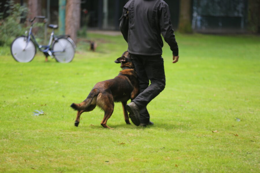 Dog: Sjores
