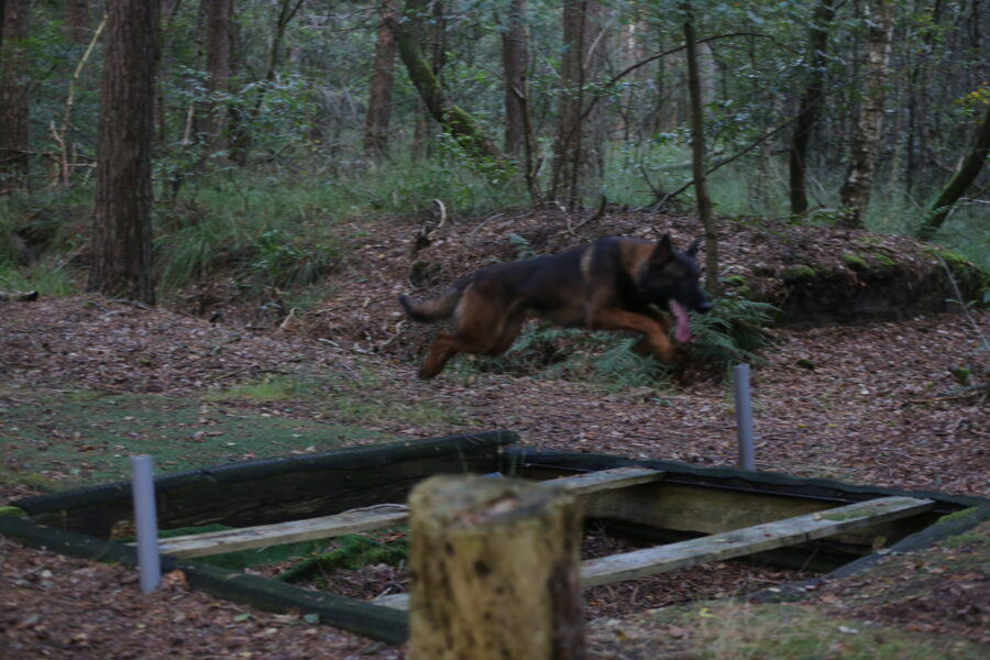 Dog: Sjores