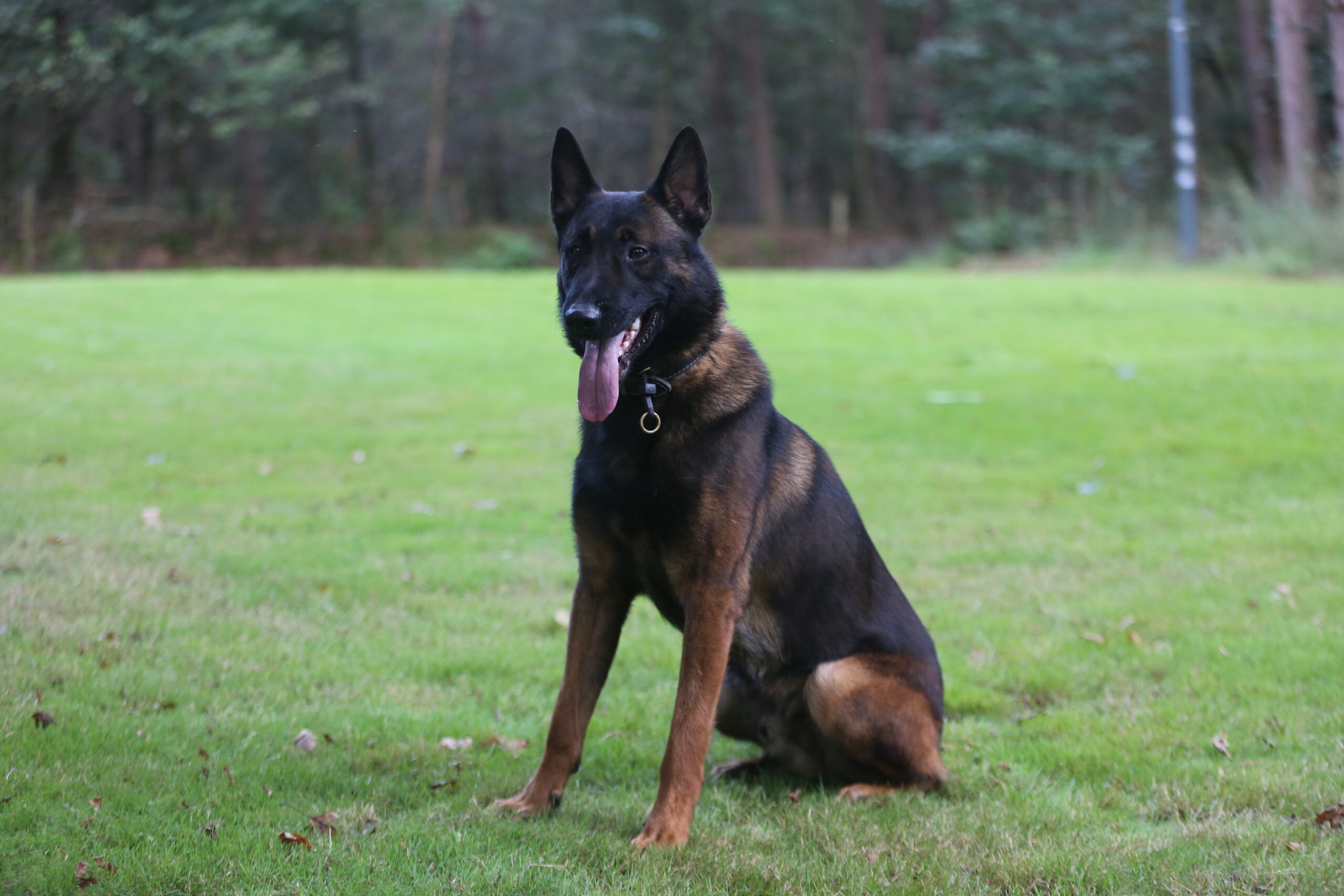 Dog: Sjores