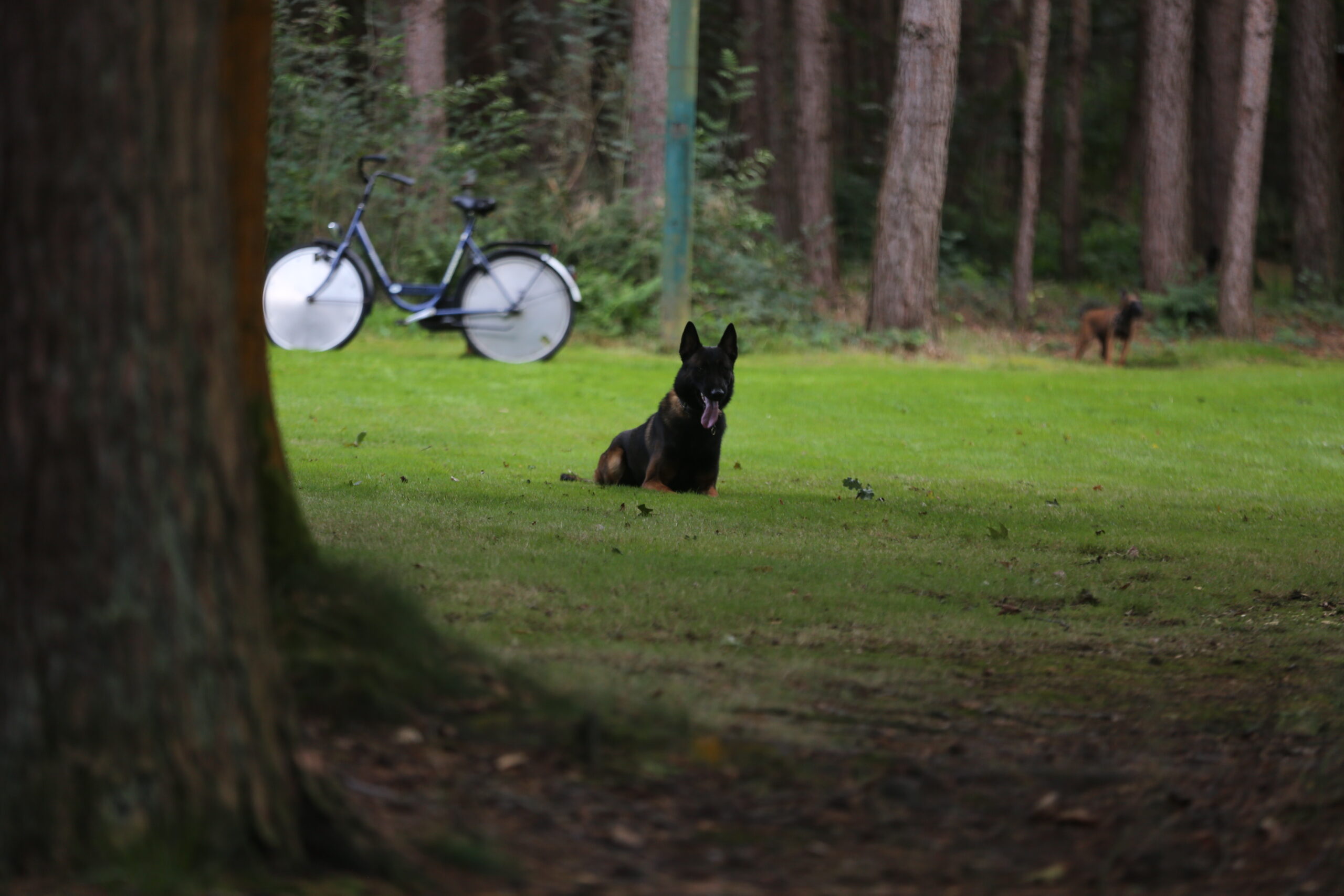 Dog: Sjores