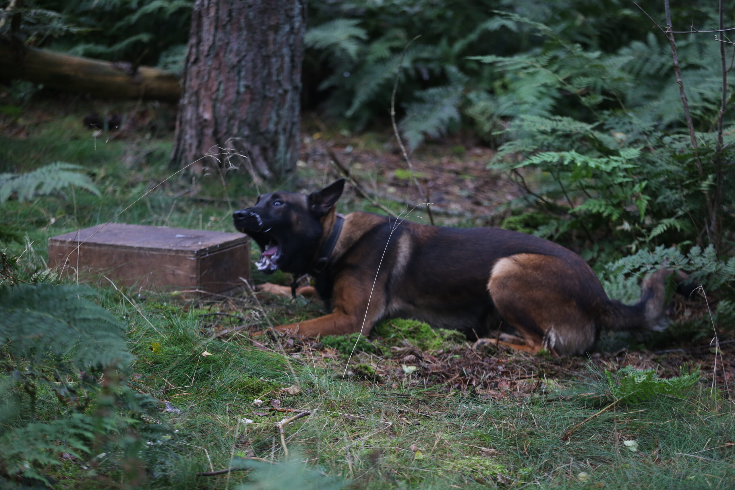 Dog: Sjores