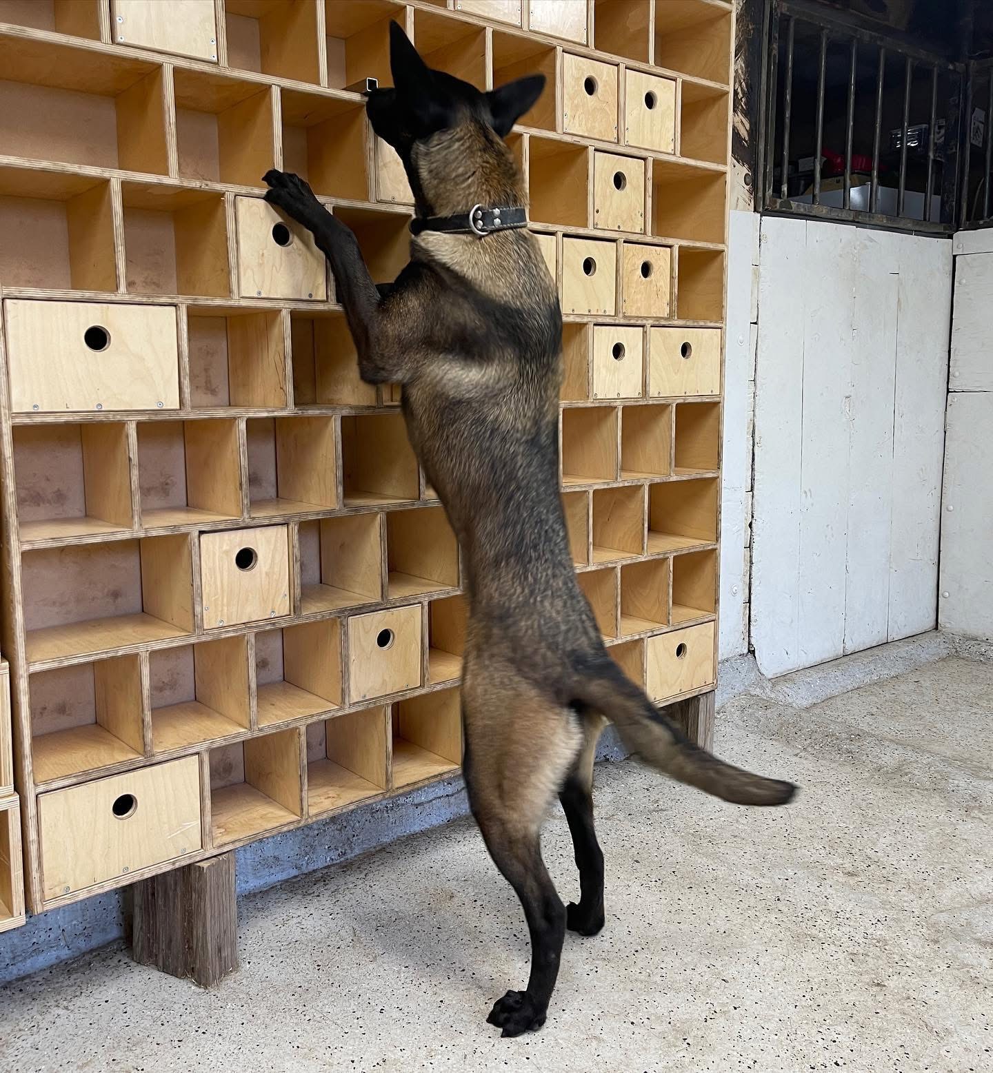 Dog: Aica