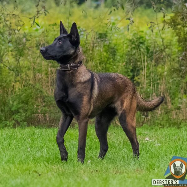Dog: Aica