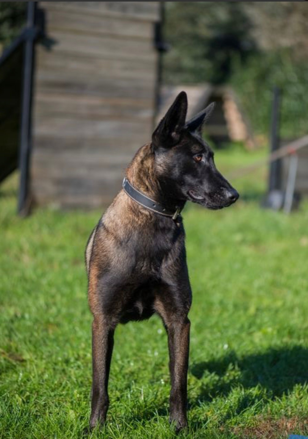 Dog: Aica