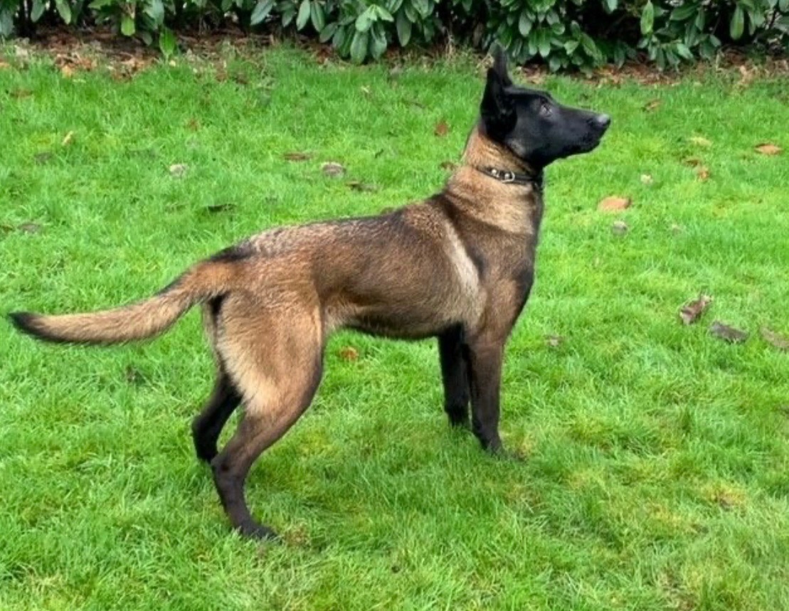 Dog: Aica